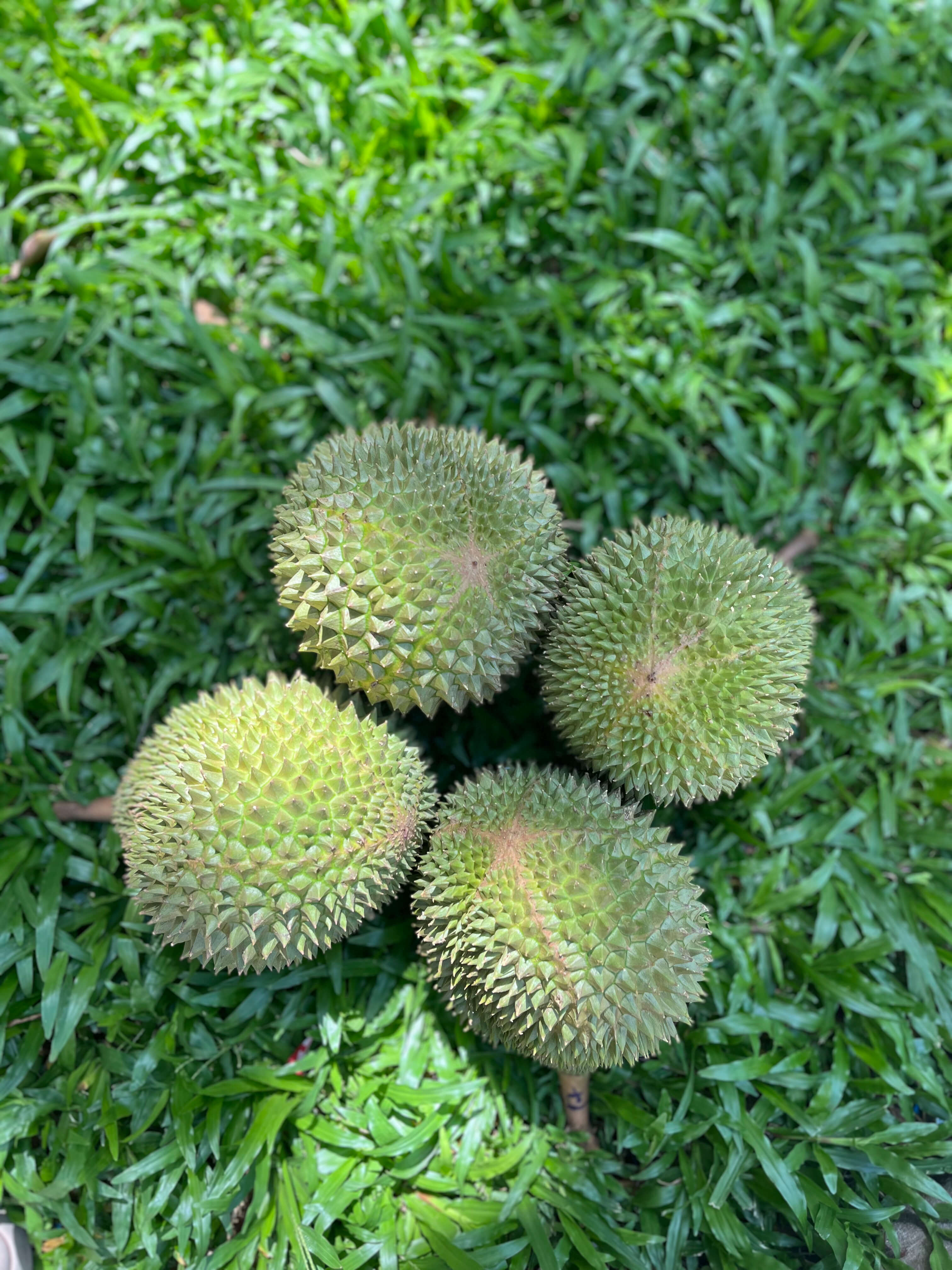 Musangking Miền Tây - Vàng óng